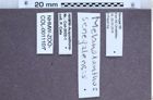 Etiketten zu Melanoxanthus senegalensis (NHMW-ZOO-COL-0011101)